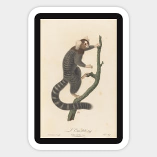 Common marmoset Sticker